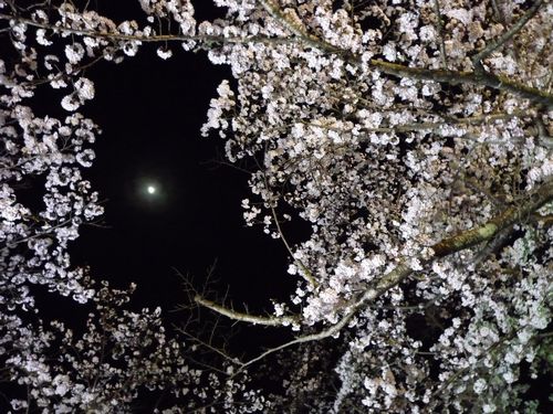 おぼろ月と夜桜